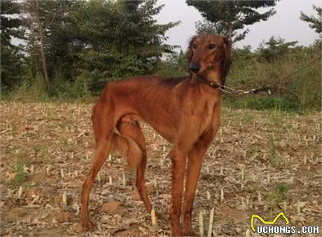 速度之王，敢于格力争锋的陕西细犬