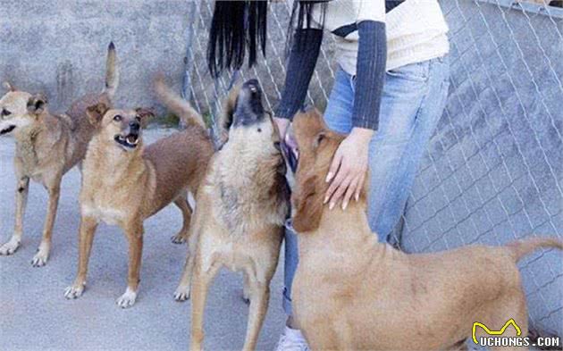 为什么狗狗不敢反抗主人，难道是因为打不过？那你就错了