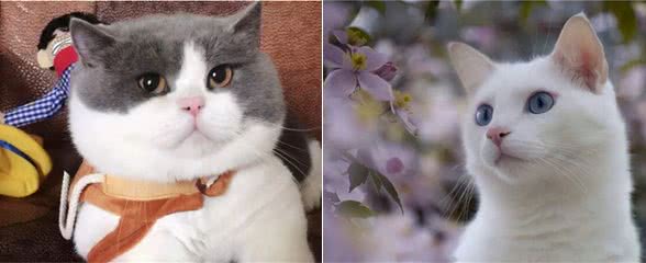 养猫“首选”这7种品种，不仅温顺，还好养