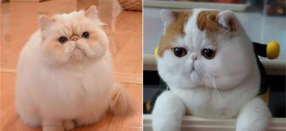 花多少钱买加菲猫最划算?