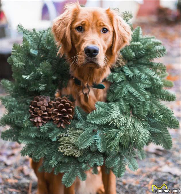 贵宾犬“改天换面”迎圣诞，狗狗们的节日装扮太欢乐了