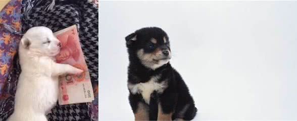 家有幼犬，该如何喂养，以下5点告诉你！