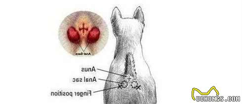 教你怎样挤狗狗肛门腺？其实不难，只要根据这3个步骤就可以