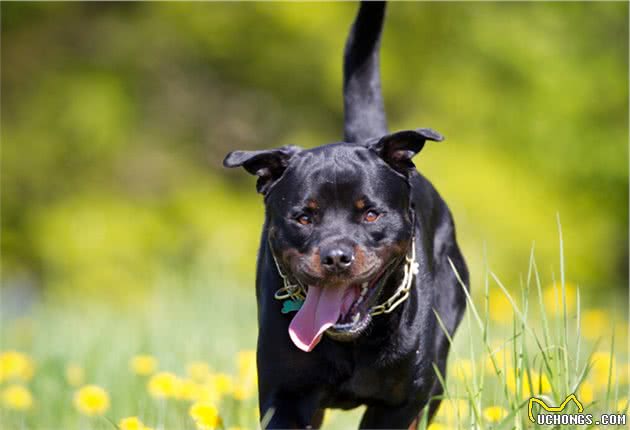 罗威纳犬：世界上最具有勇气和力量的犬种之一，你了解多少？