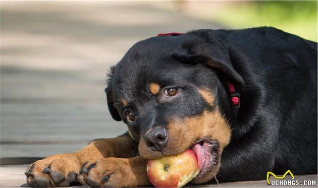 罗威纳犬：世界上最具有勇气和力量的犬种之一，你了解多少？