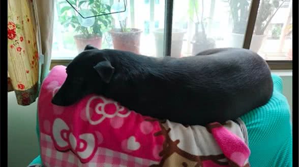 狗狗从小和猫咪一起长大，连生活习性都喵化了，上辈子是只猫吧
