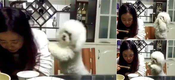 主人吃饭不理狗狗，狗狗急坏了开始作揖讨好，最后一举更是厉害