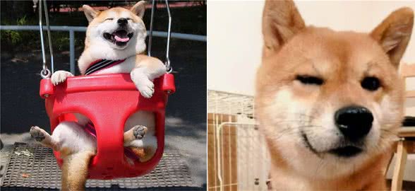 柴犬属于中型犬还是大型犬？