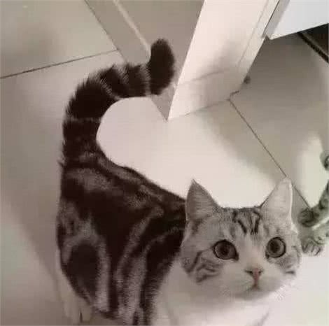 大家都在吸猫,这几种猫最好养,你知道吗?