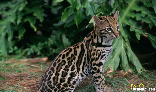 大家都在吸猫,这几种猫最好养,你知道吗?