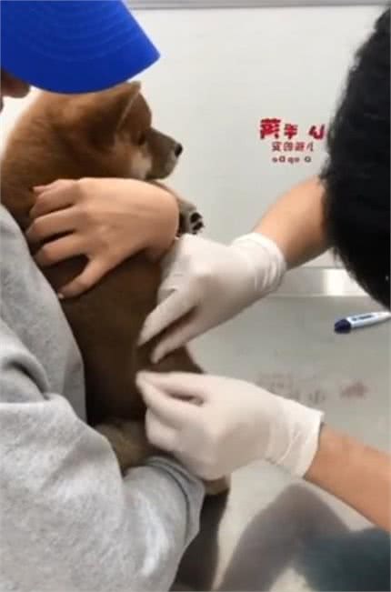 柴犬打针会爆哭，医生拿食物诱惑，怎么打完针你还在吃啊！