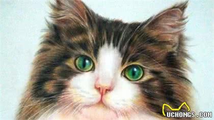 喵喵在上-挪威森林猫