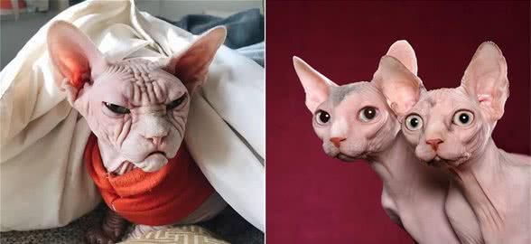 关于无毛猫的5个秘密，你可能一个都不知道