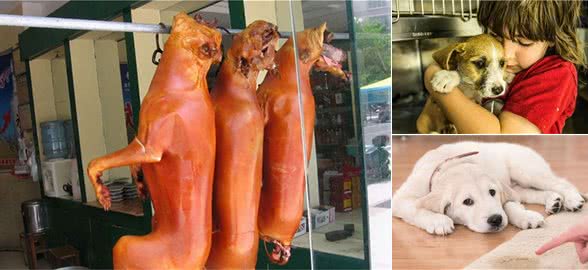 小编提醒：狗狗有7“怕”，你知道吗？