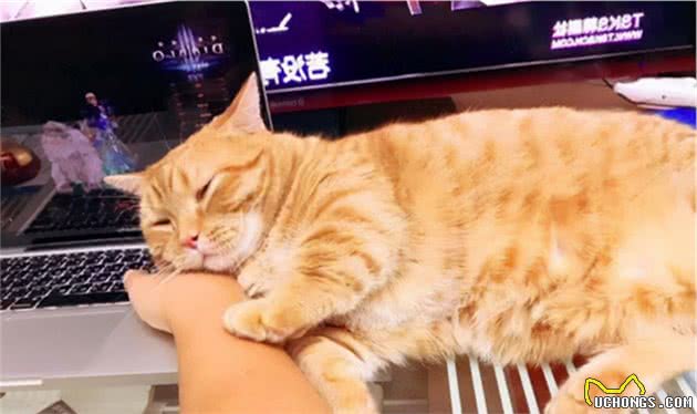 11个猫咪“怪异行为”：看你上厕所，玩水，你家猫中了几个？