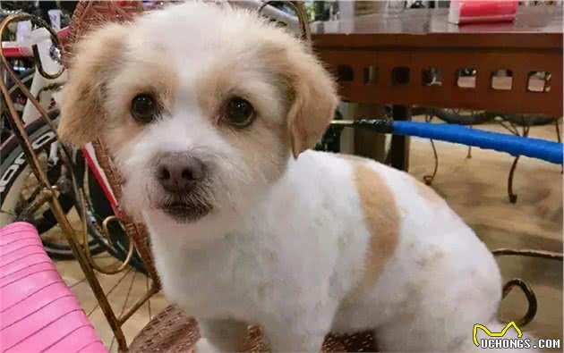 狗狗换龄表：你家狗现在相当于人类的几岁了？