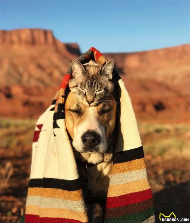 两人一猫一狗四处探险旅行，每一幕都萌翻天