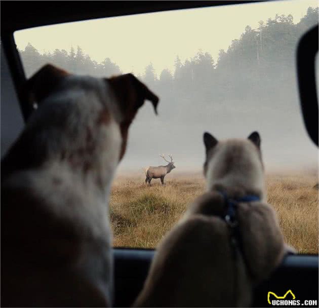 两人一猫一狗四处探险旅行，每一幕都萌翻天