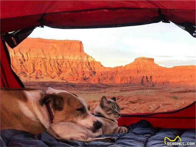 两人一猫一狗四处探险旅行，每一幕都萌翻天