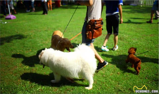 Stop！这6大错误饲养行为，会让狗狗“折寿”