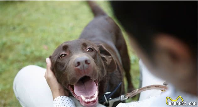 拉布拉多犬和金毛犬，都是无攻击性犬种，该选哪个好？