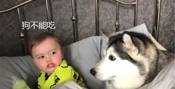 二哈抢宝宝的奶瓶，表示它也要喝奶，狗：主人太“偏心”了