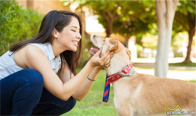 狗狗走丢之后能自己找回家吗？这只苏格兰牧羊犬做到了