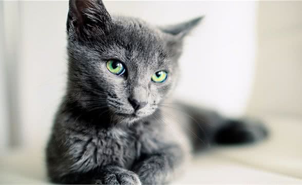 猫咪品种篇：俄罗斯蓝猫