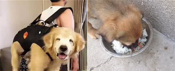 这几种行为，会加速狗狗“衰老”，你有做过吗？