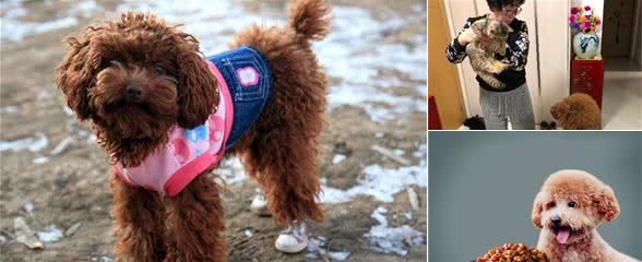 泰迪犬直勾勾的盯着你看，不是因为你漂亮，而是有这6个原因