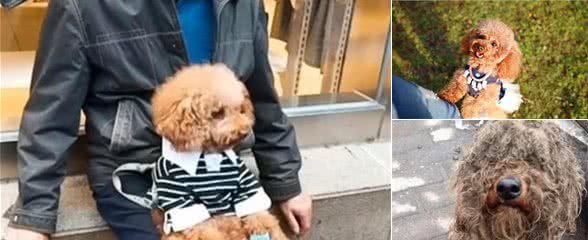 养泰迪犬要面对的“6大难题”，看完你还敢养吗？