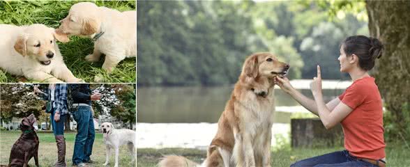 训犬师怎么迅速让狗狗变乖?要弄懂,主人需要弄明白这3个问题