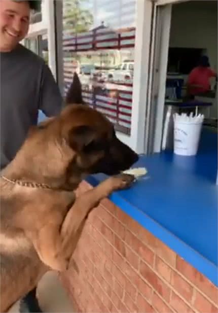 警犬下班去冰淇淋店，训导员说可以吃，它两三口吃完一个冰淇淋