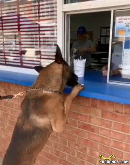 警犬下班去冰淇淋店，训导员说可以吃，它两三口吃完一个冰淇淋