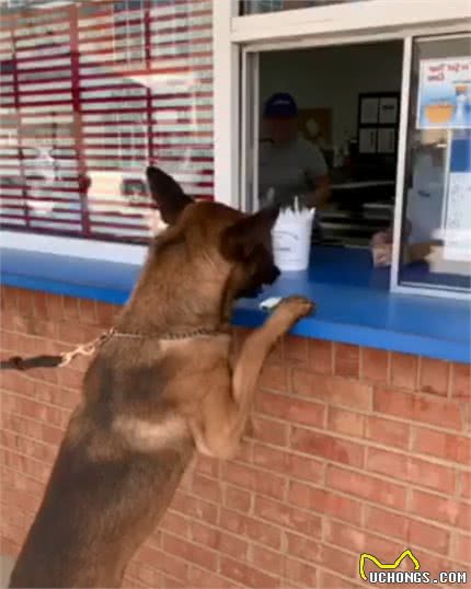 警犬下班去冰淇淋店，训导员说可以吃，它两三口吃完一个冰淇淋