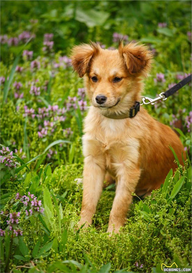 犬湿疹浅谈：“瘙痒难耐，但绝不快活”