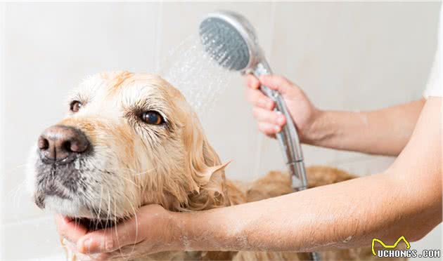 犬湿疹浅谈：“瘙痒难耐，但绝不快活”