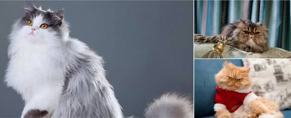 有着“猫中贵族”之称的波斯猫,为什么越来越少人养?