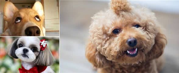 你帮狗狗起的名，可以看出你的性格，我家的叫“豆包”，你家呢？