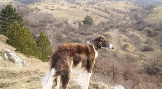 隐秘在秦岭山脉的原生猛犬，它们是哮天犬原型，历史价值远超藏獒