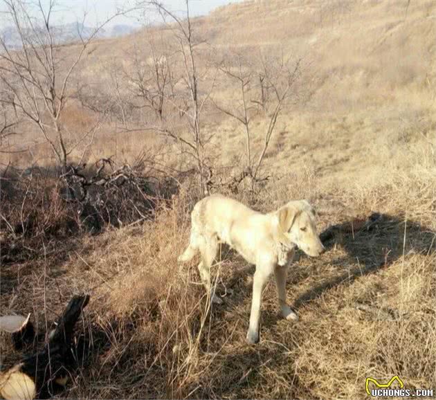 隐秘在秦岭山脉的原生猛犬，它们是哮天犬原型，历史价值远超藏獒