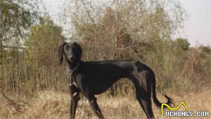 隐秘在秦岭山脉的原生猛犬，它们是哮天犬原型，历史价值远超藏獒