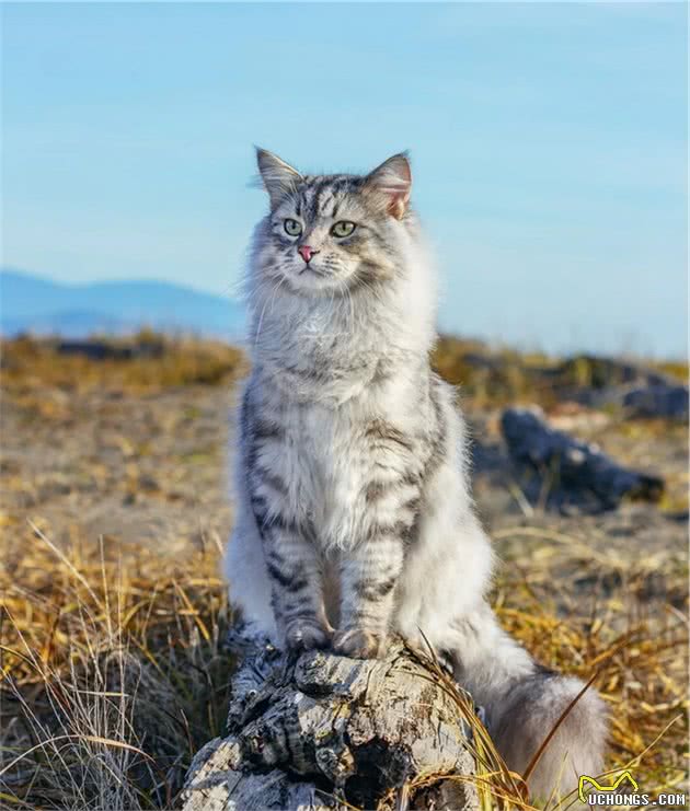 哇～西伯利亚猫真的是雪地里的小精灵啊