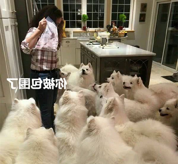 自从养了狗，就再也不知道什么叫做”吃独食“，权当减肥了