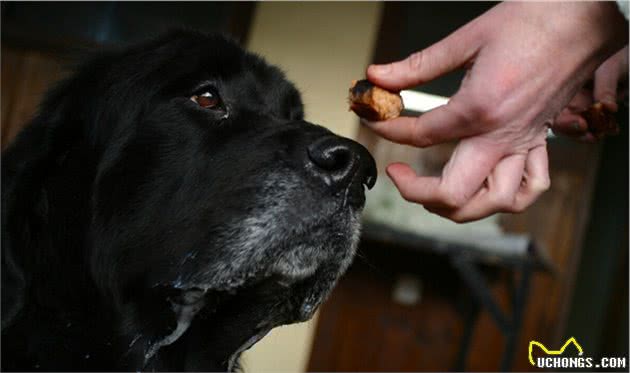 狗狗食欲不好怎么办？做好这几点，就能让你家狗有旺盛的食欲