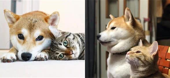 猫咪VS狗，为什么狗总被打败？实际原因你都没想到