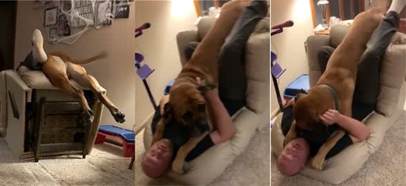 160斤的獒犬扑向主人，连同沙发推倒在地，狗狗：我还小嘛