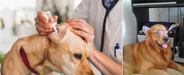 金毛犬泪痕严重怎么去除?