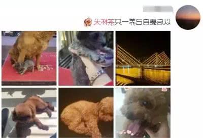 你听过茶杯犬吗？非常可爱，但是再次建议你不要养