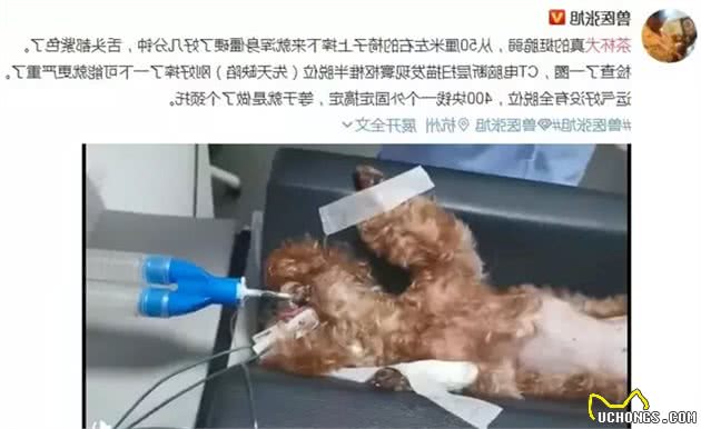 你听过茶杯犬吗？非常可爱，但是再次建议你不要养